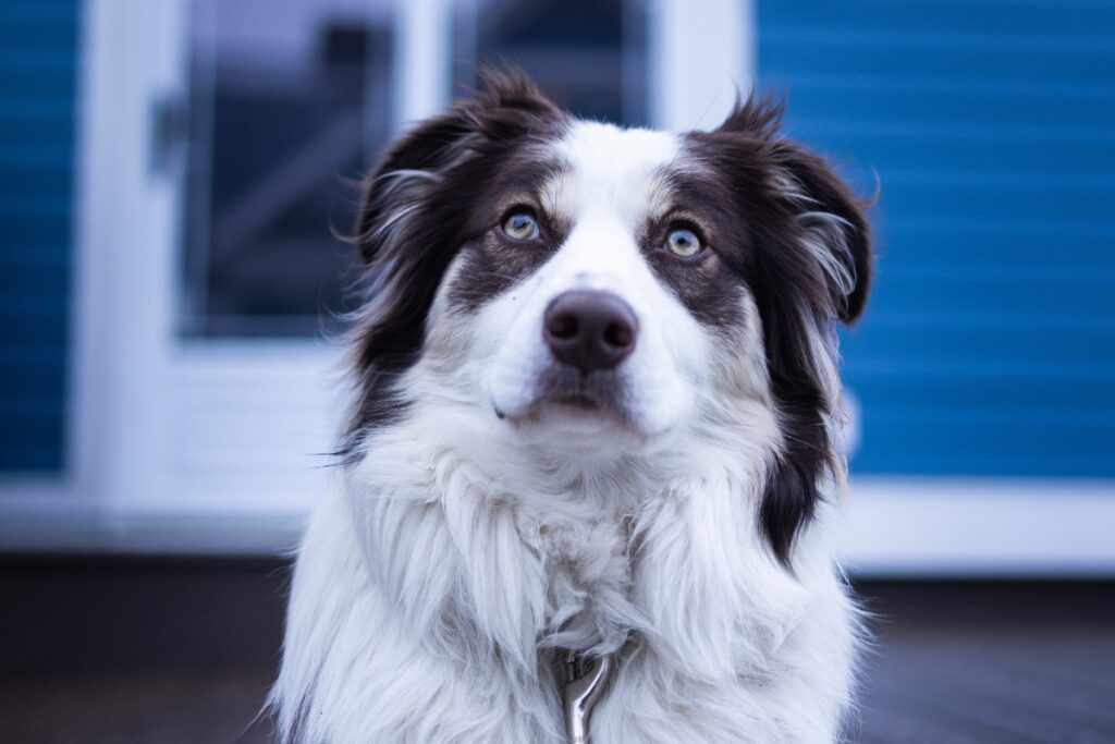black white australian shepherd