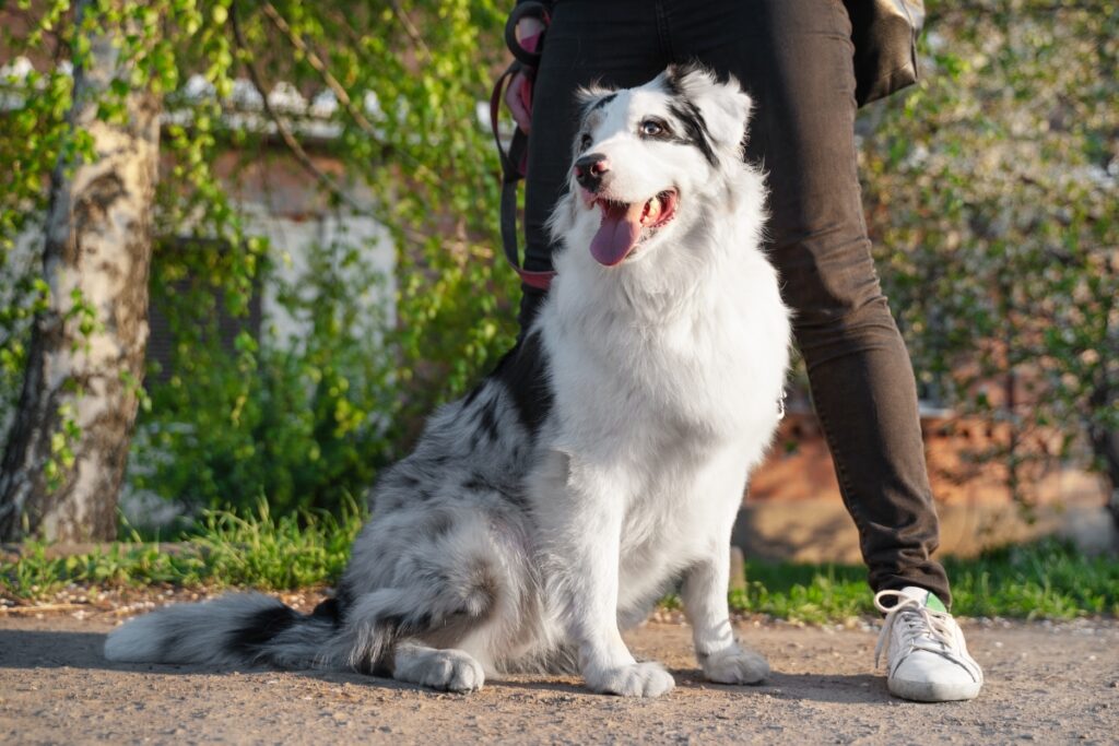 blue merle australian shepherd
