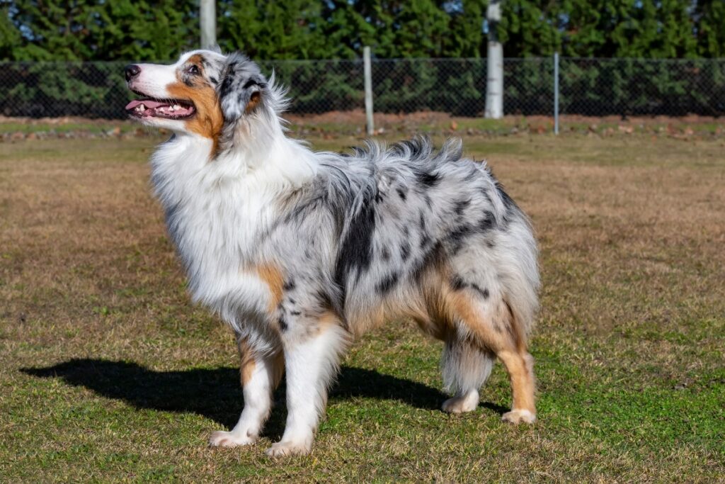 blue merle tri australian shepherd