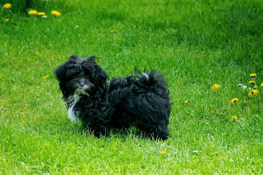bolonka dog on&nbsp;grass