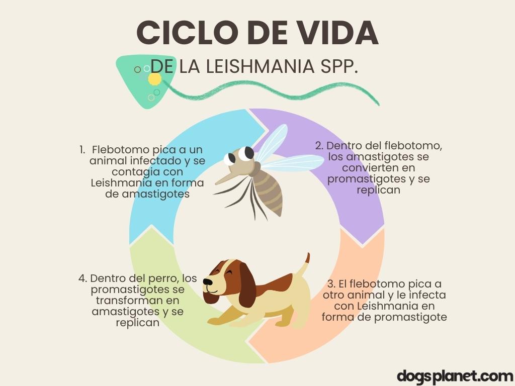 ciclo de vida de la leishmania spp