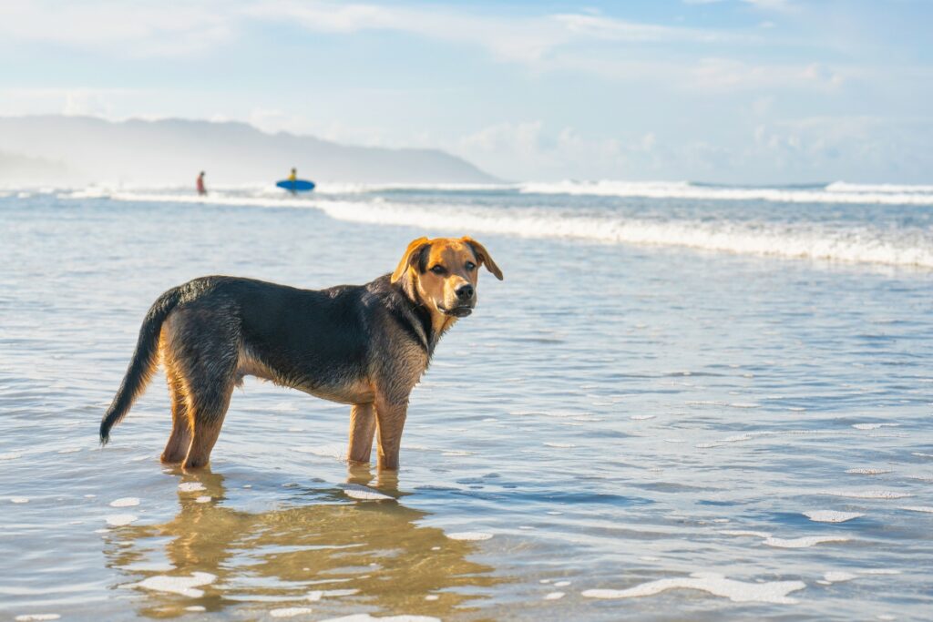 dog in front of waves on a beach