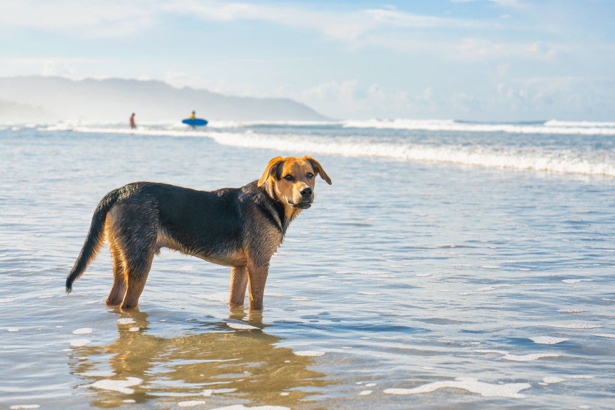 dog in front of waves on a beach