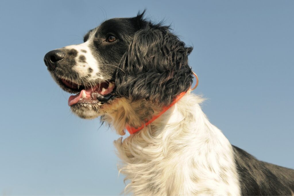 french spaniel head background sky