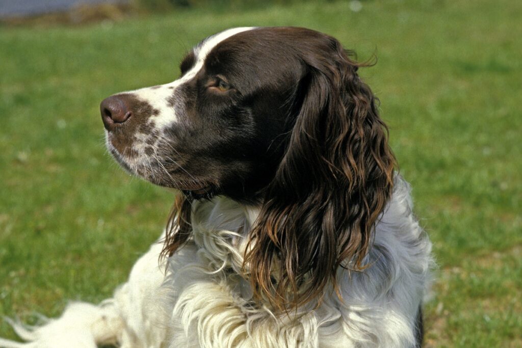 french spaniel portrait