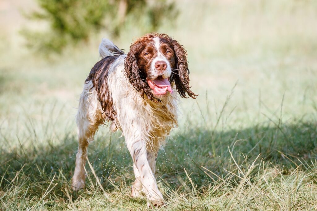 french spaniel walking grass