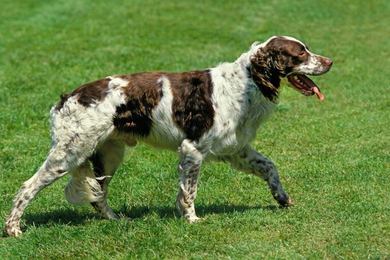 French Spaniel: Characteristics, Appearance, Price and Pictures