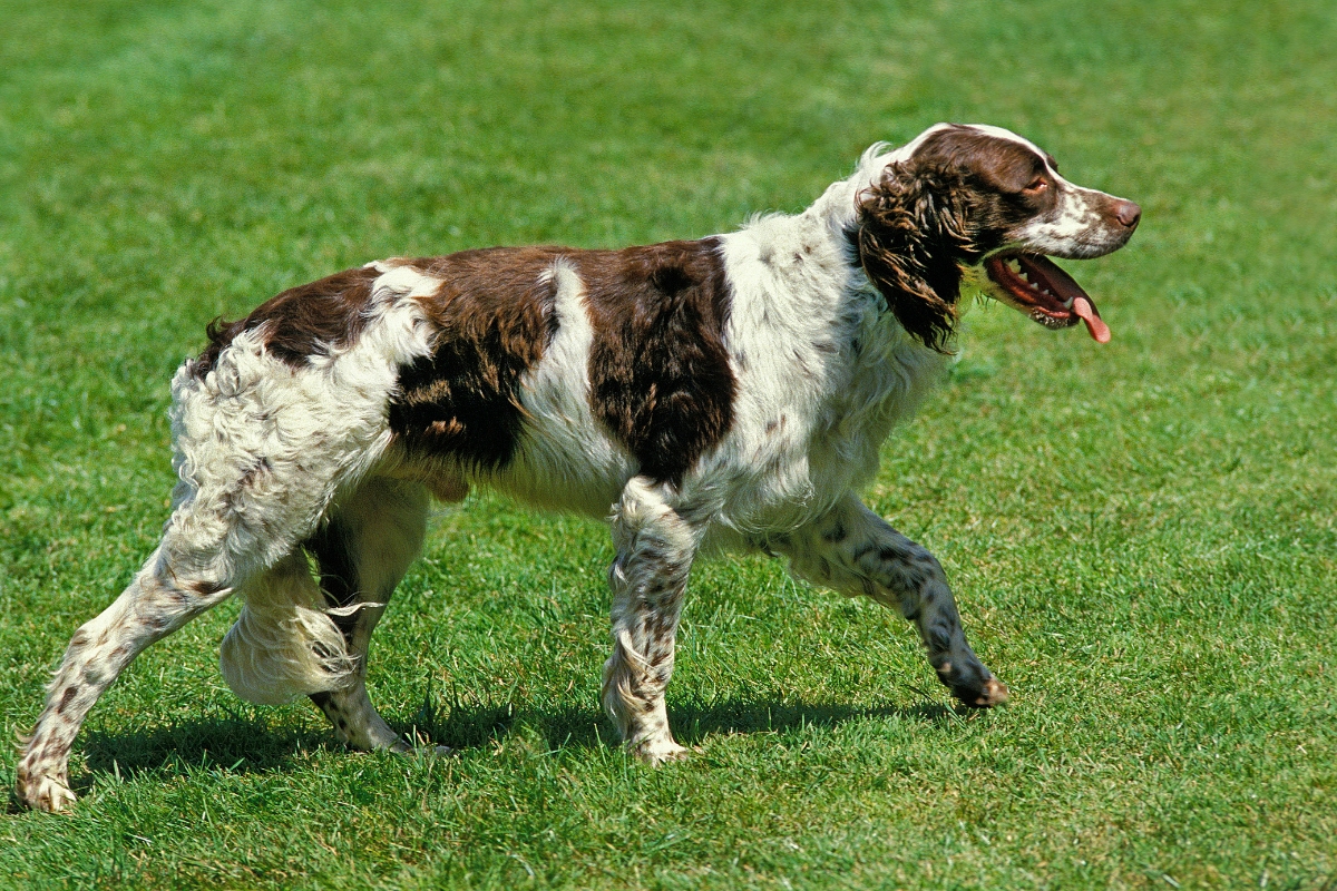 french spaniel walking on lawn