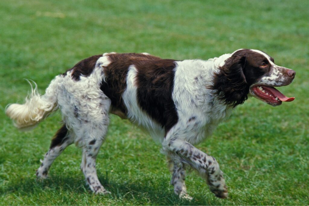 french spaniel walking with tongue out