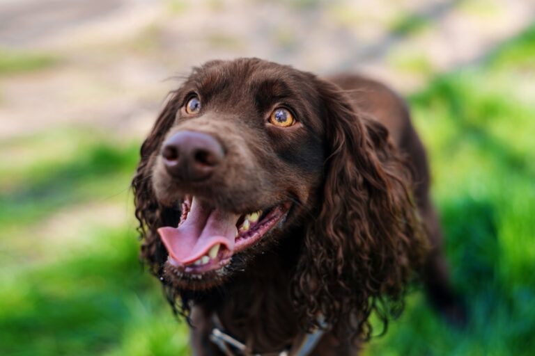 German Spaniel: Characteristics, Appearance, Price, and Pictures