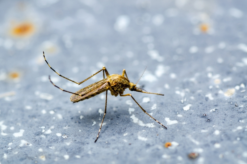 leishmaniasis mosquito