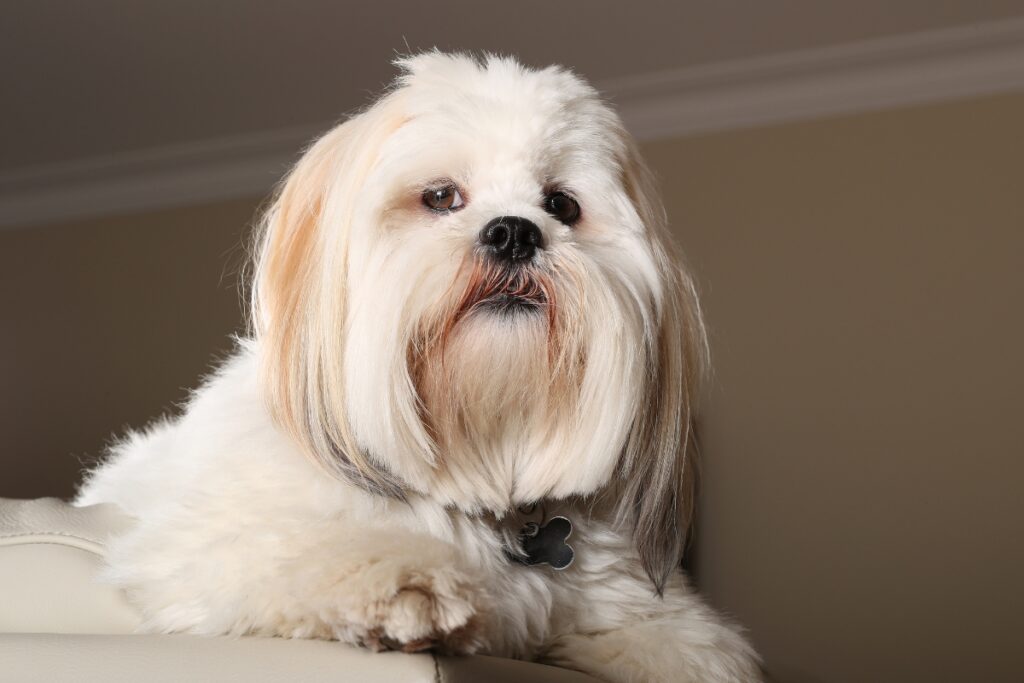 lhasa apso portrait