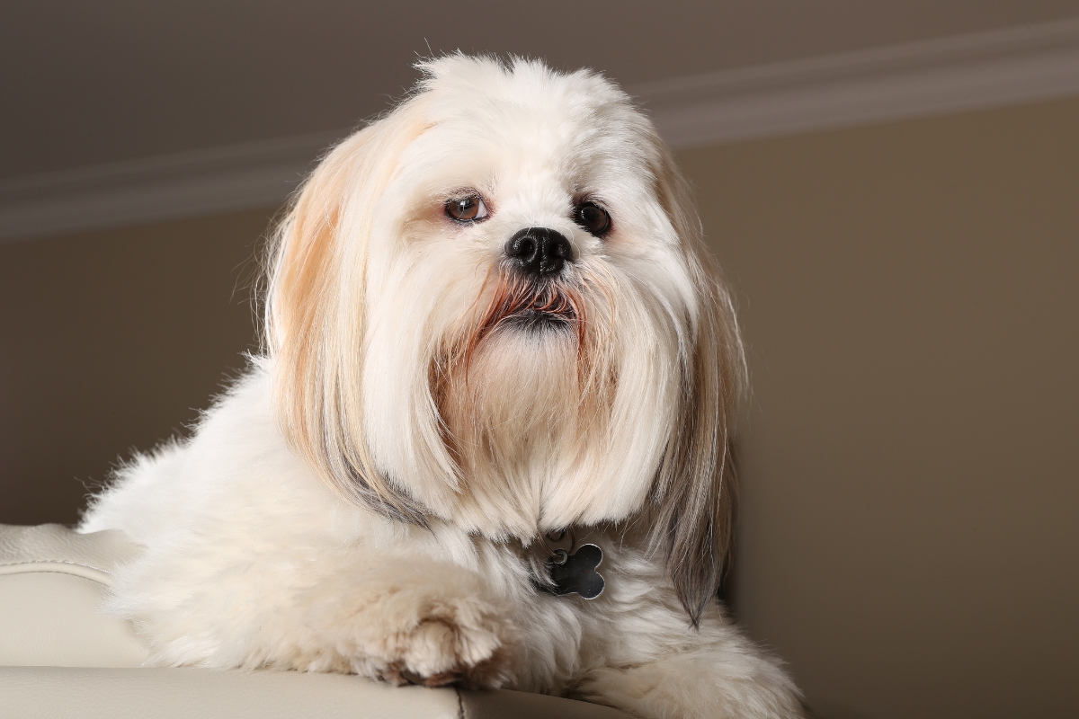 lhasa apso portrait