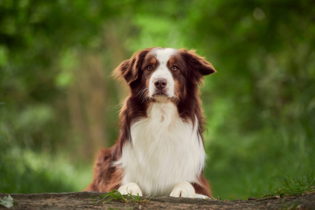 red and&nbsp;white australian shepherd
