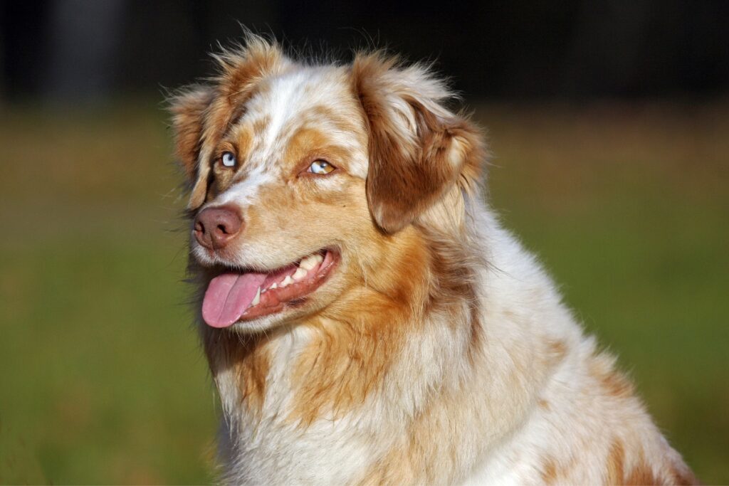 red merle australian shepherd