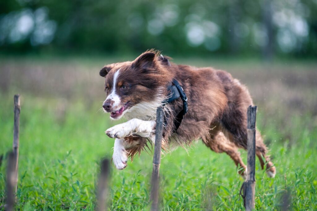 red tricolor australian shepherd