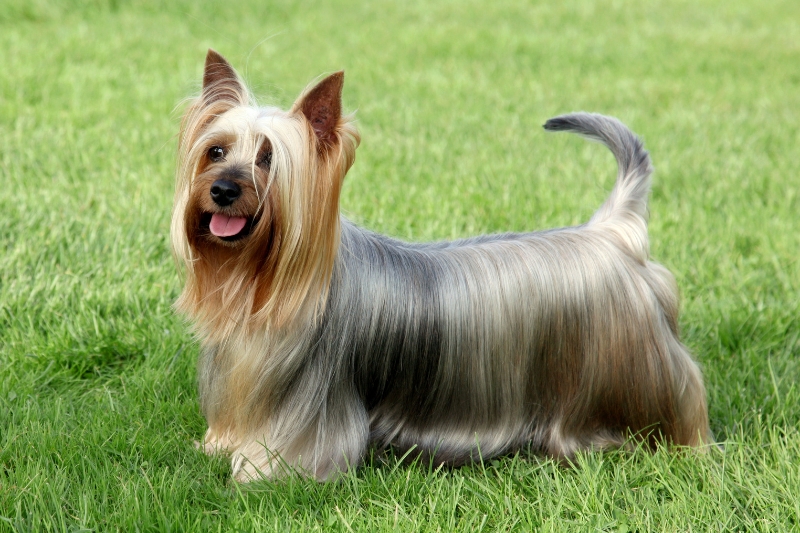 silky terrier australiano de pie
