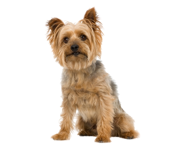 silky terrier avec fond blanc