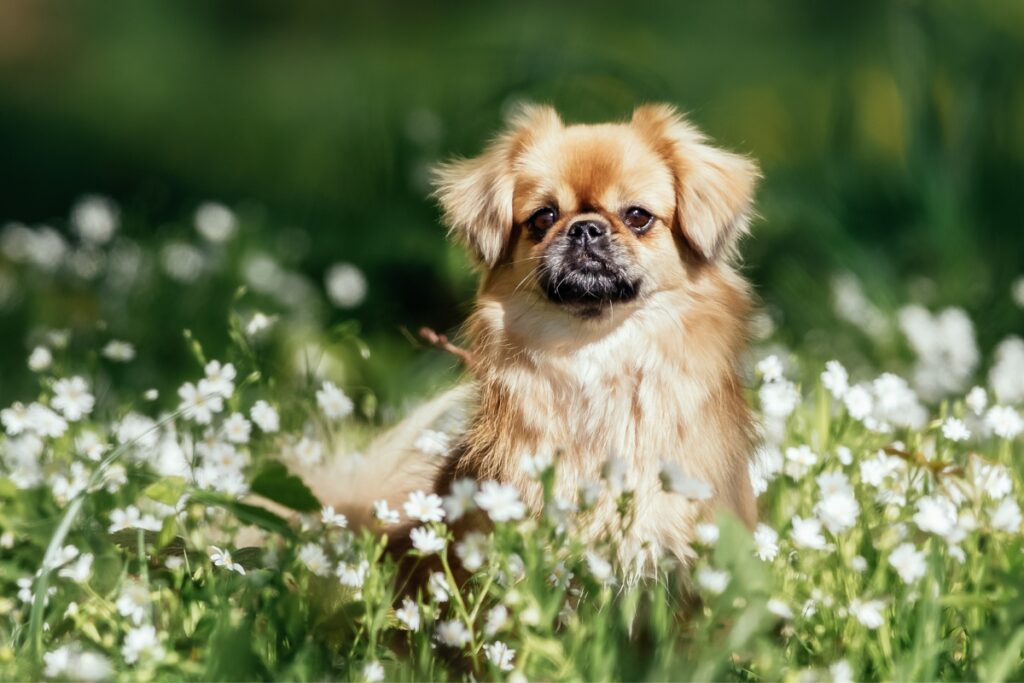 tibetan spaniel between flowers