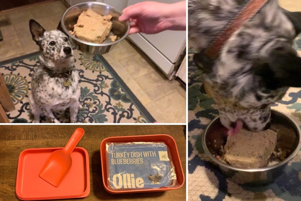 Ollie fresh dog food collage