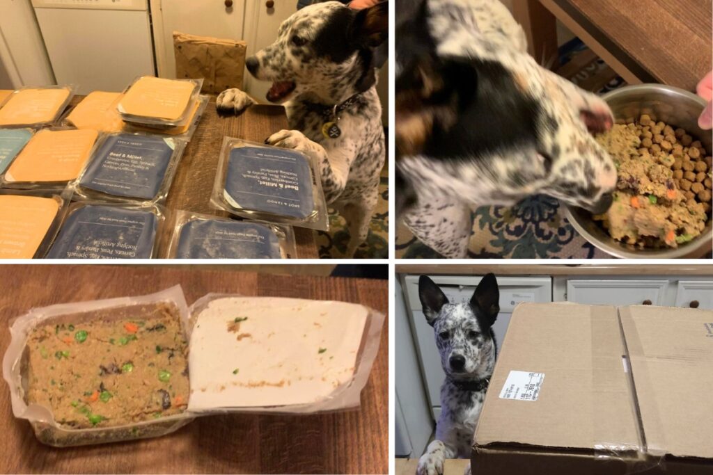 Spot and Tango Fresh Dog Food Collage