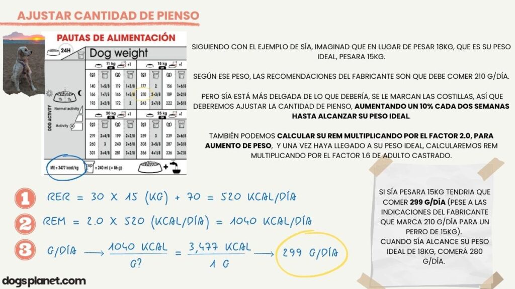 ajustar cantidad pienso perro ejemplo