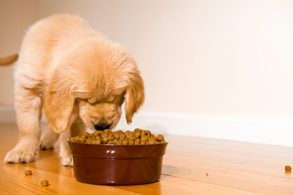 cachorro comiendo pienso