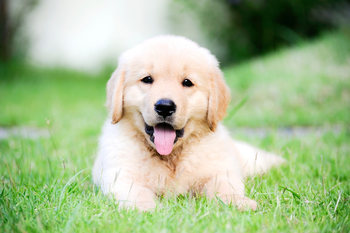 cute golden retriever puppy