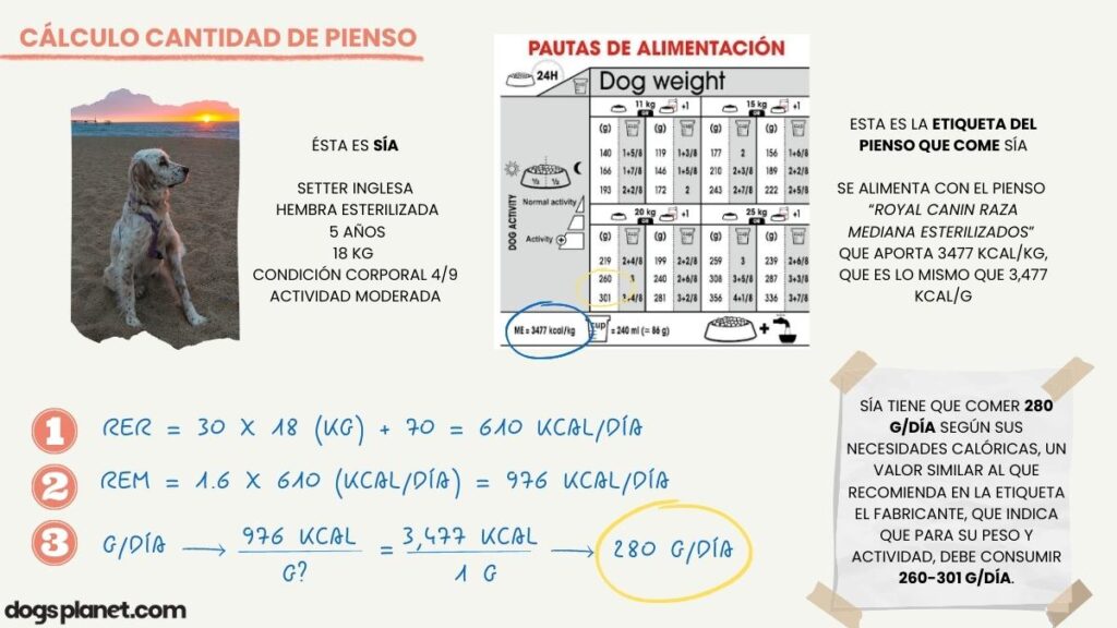 ejemplo de cálculo de cantidad pienso perro