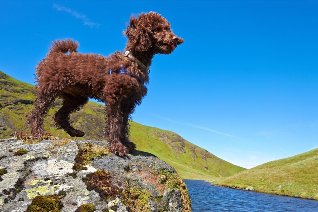 miniature poodle on a rock