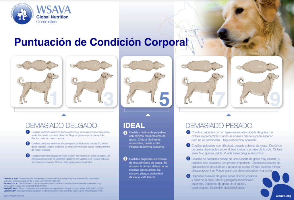 puntuacion condicion corporal perro