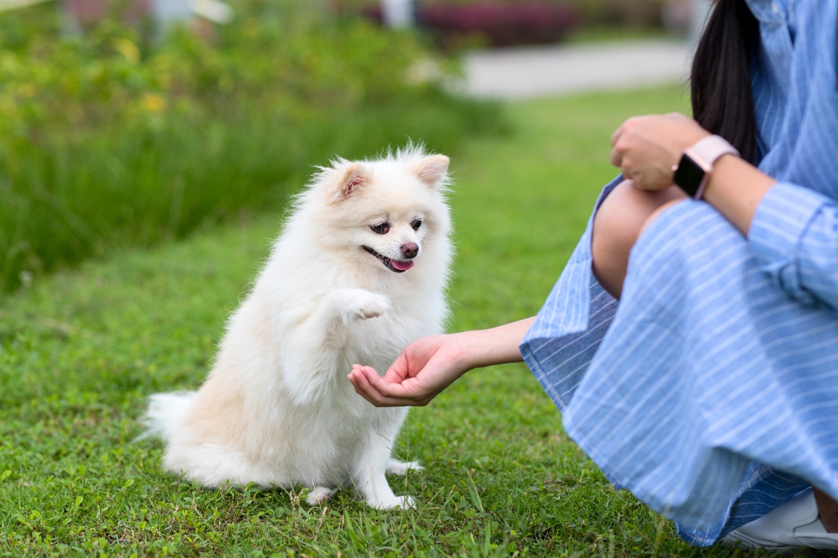 small white spitz touching hand with paw