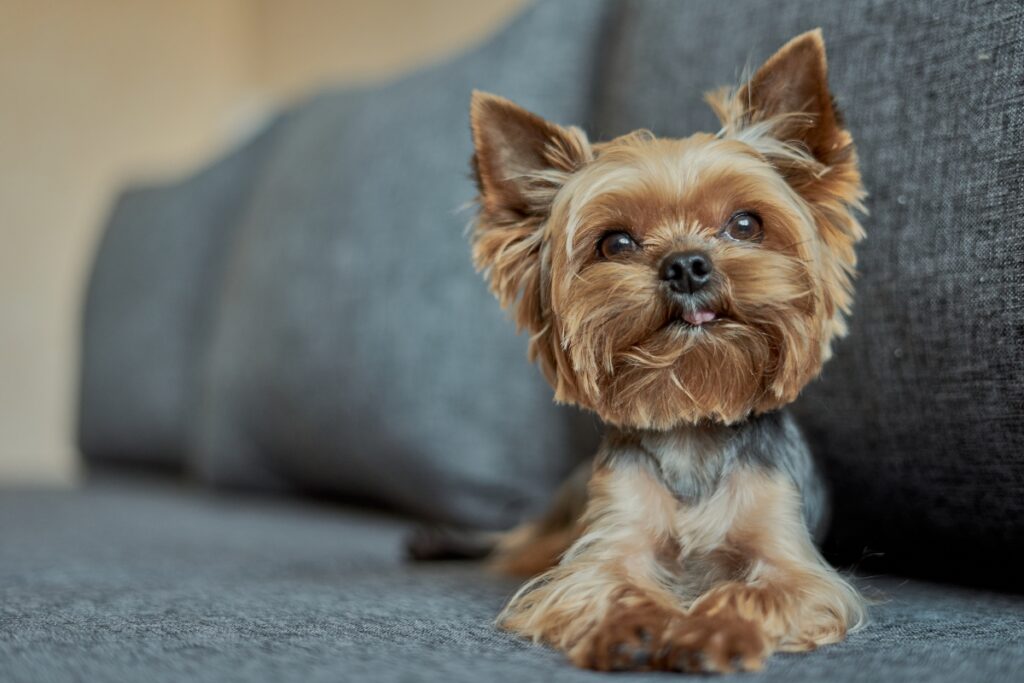 yorkshire terrier on couch