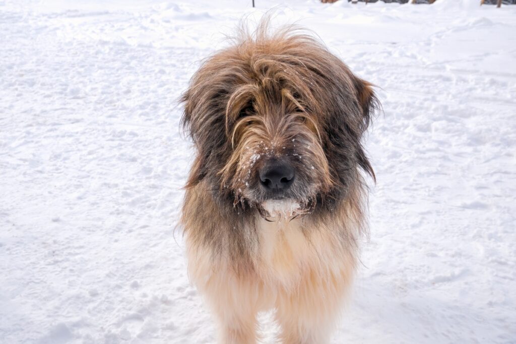Romanian Mioritic Shepherd Dog in&nbsp;snow