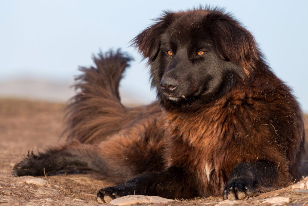 carpathian shepherd dog lying down