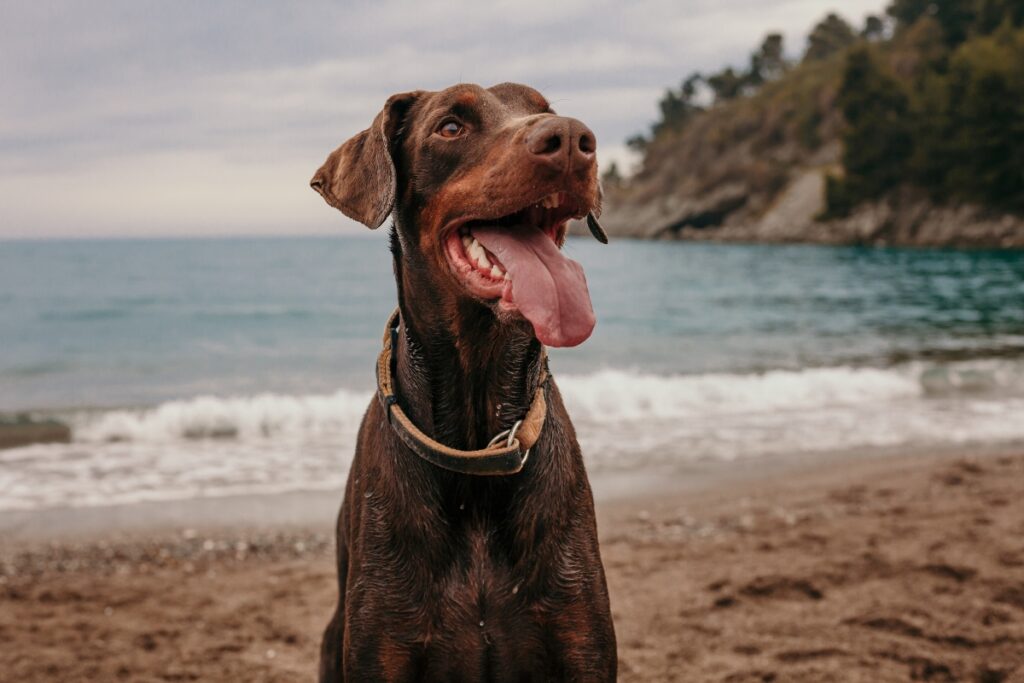 doberman playa