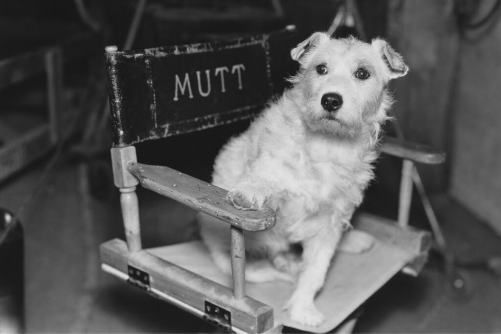 dog director movie on chair