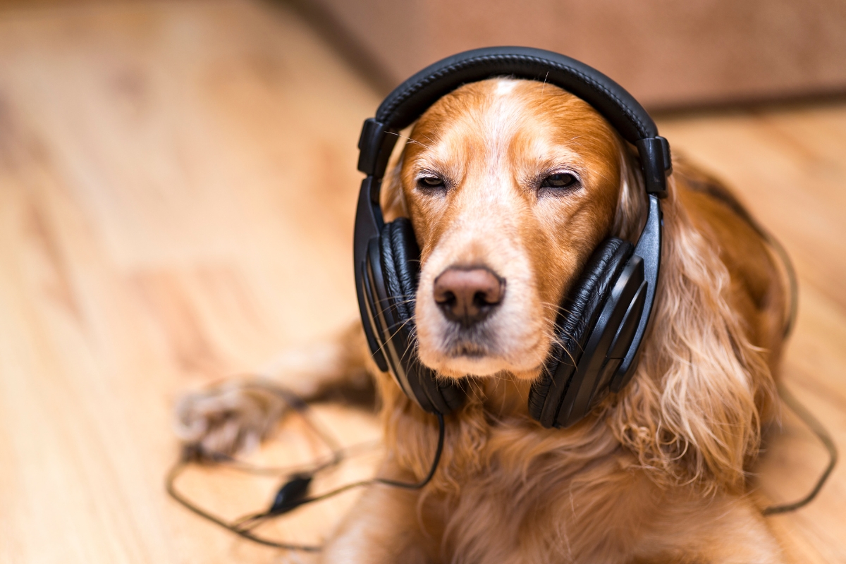 dog listening to music