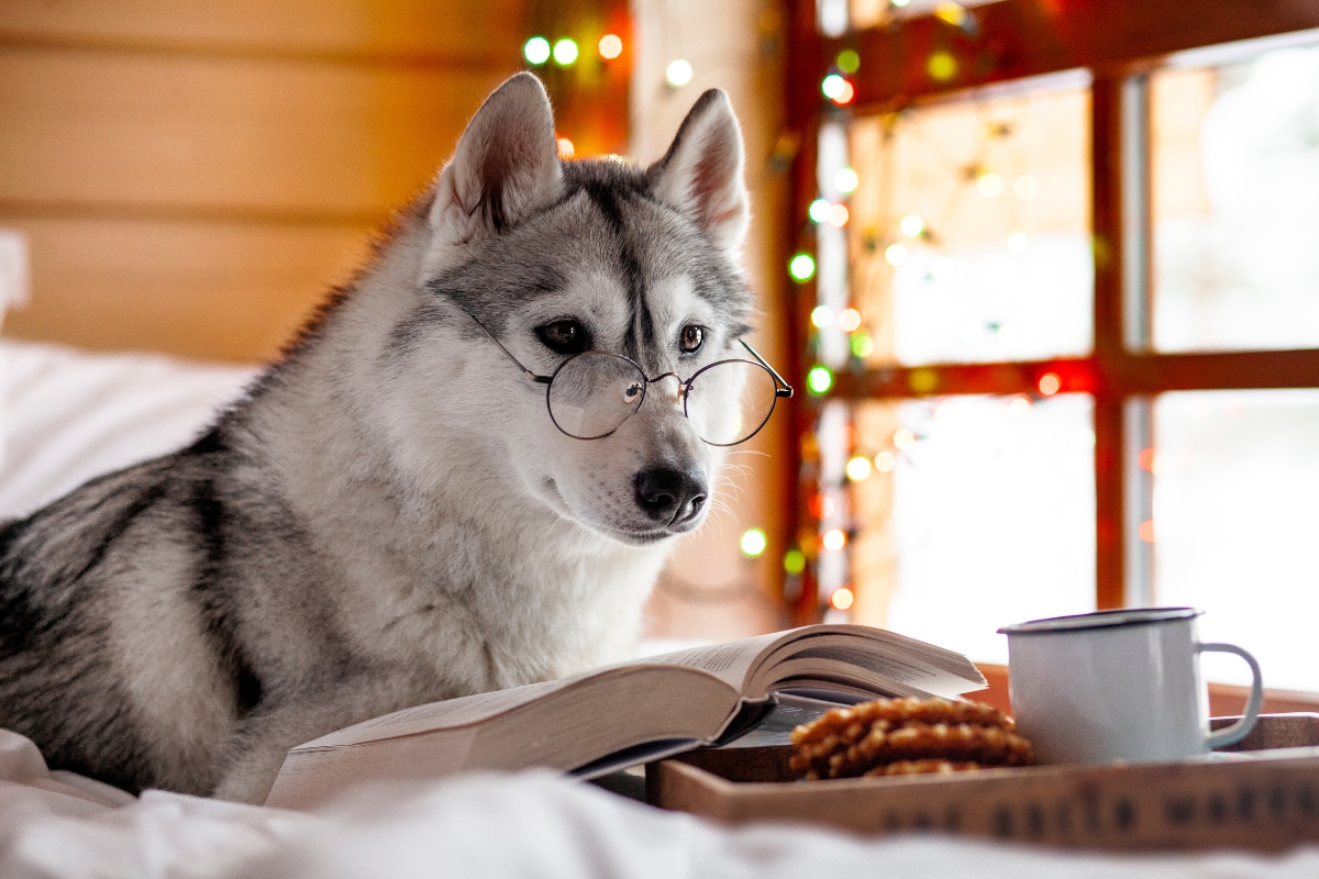 dog reading a book