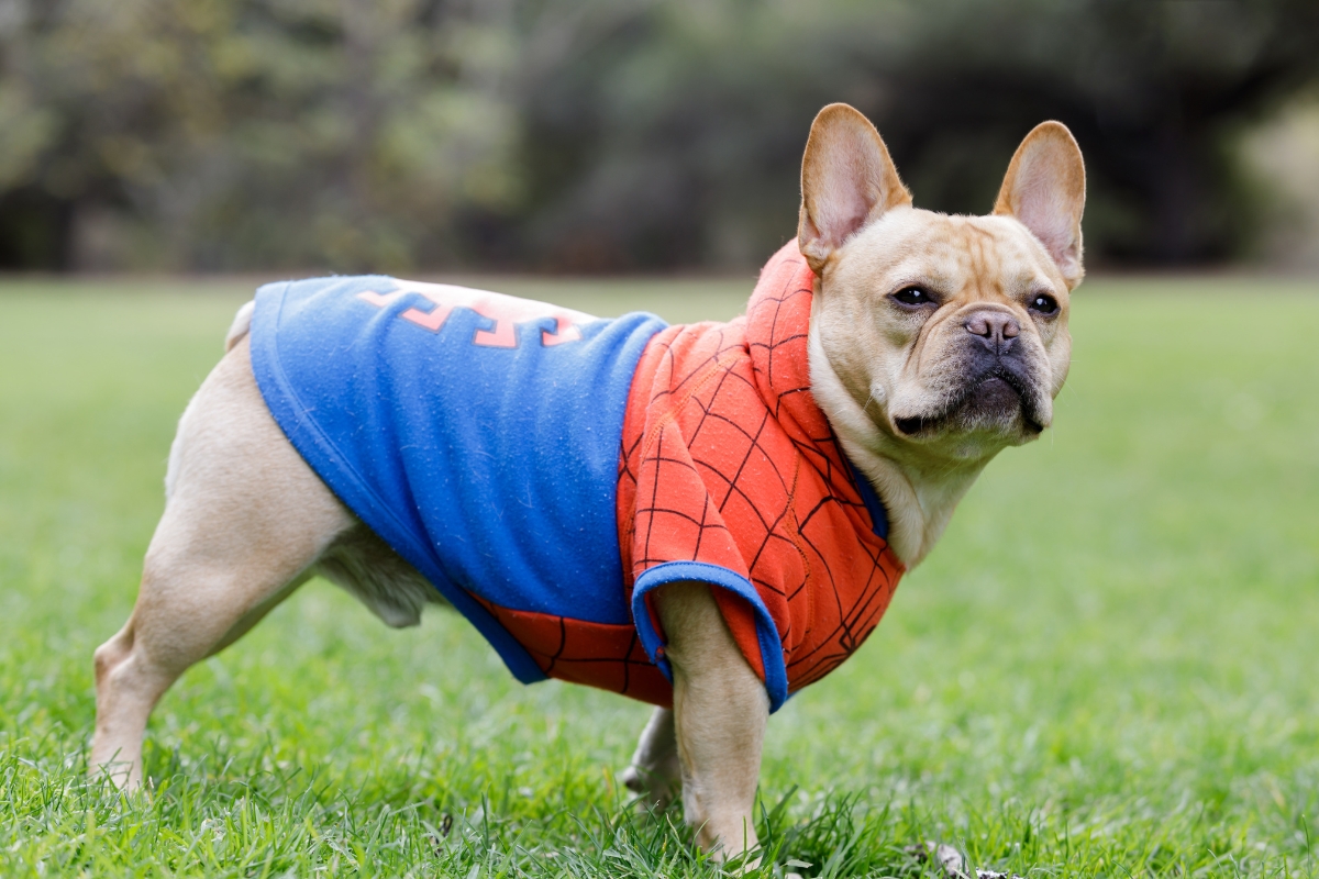 dog spiderman