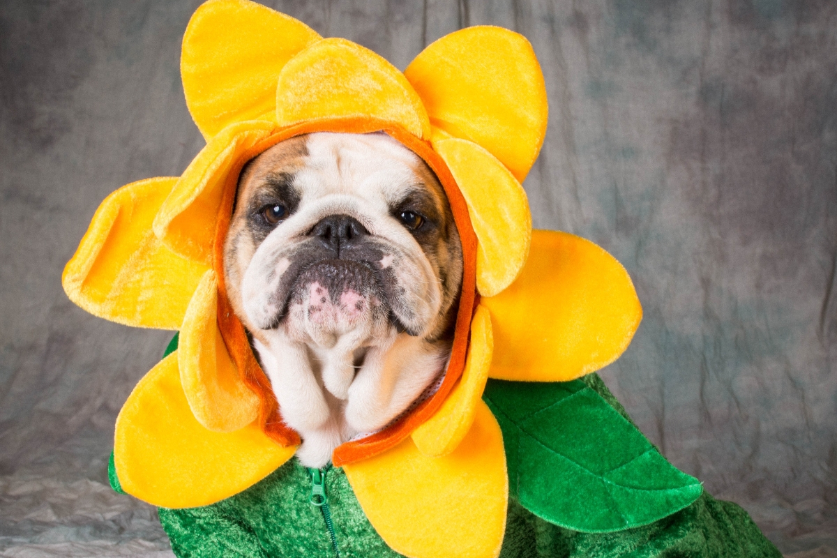 english bulldog sunflower
