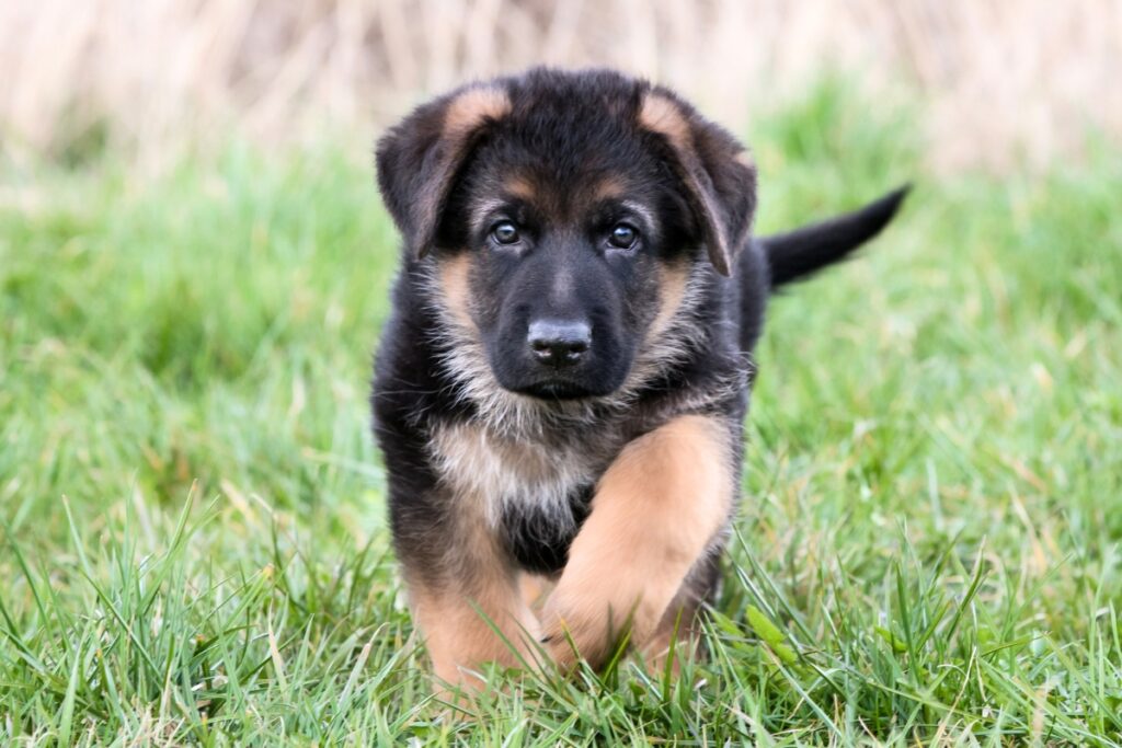 female puppy walking in field