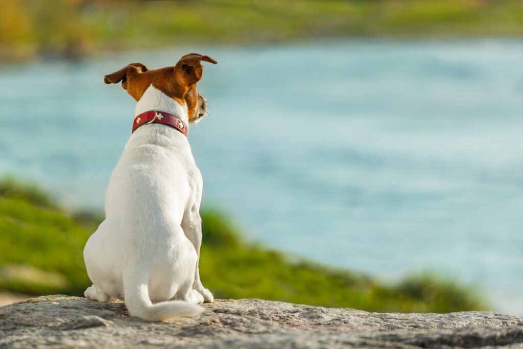 independent dog