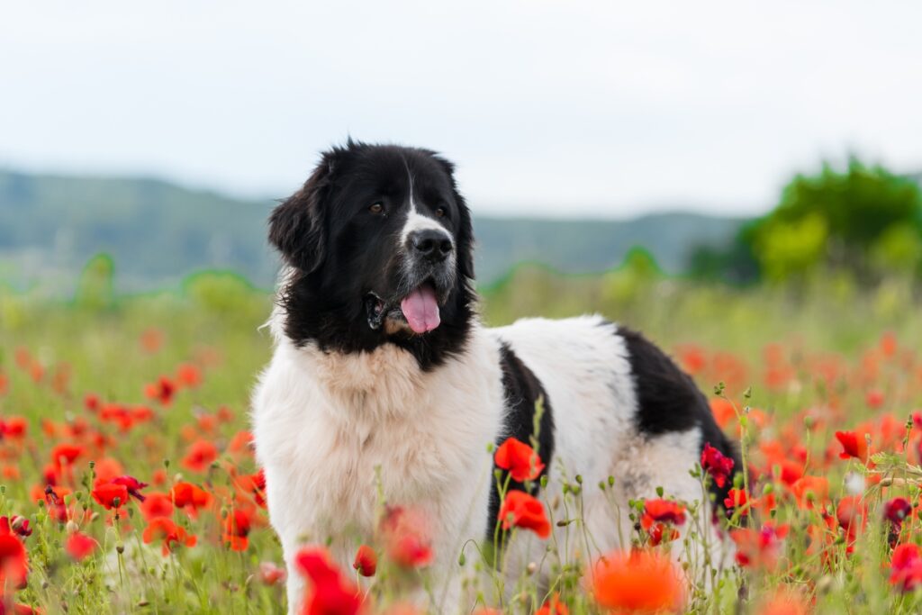 landseer in&nbsp;a field of red flowers