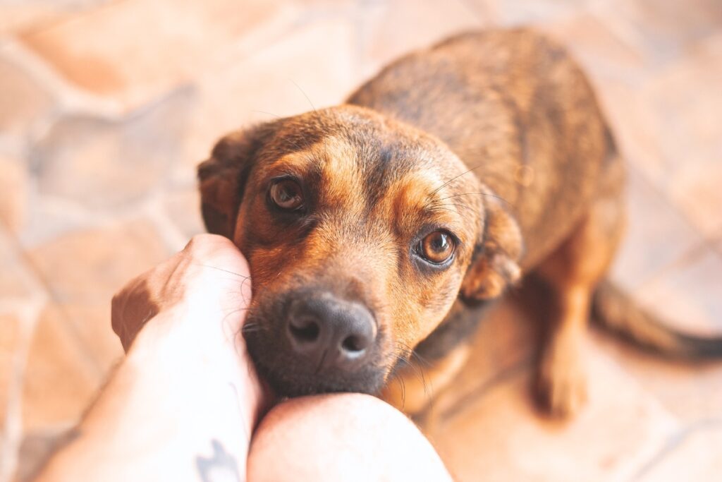 loyal dog with human