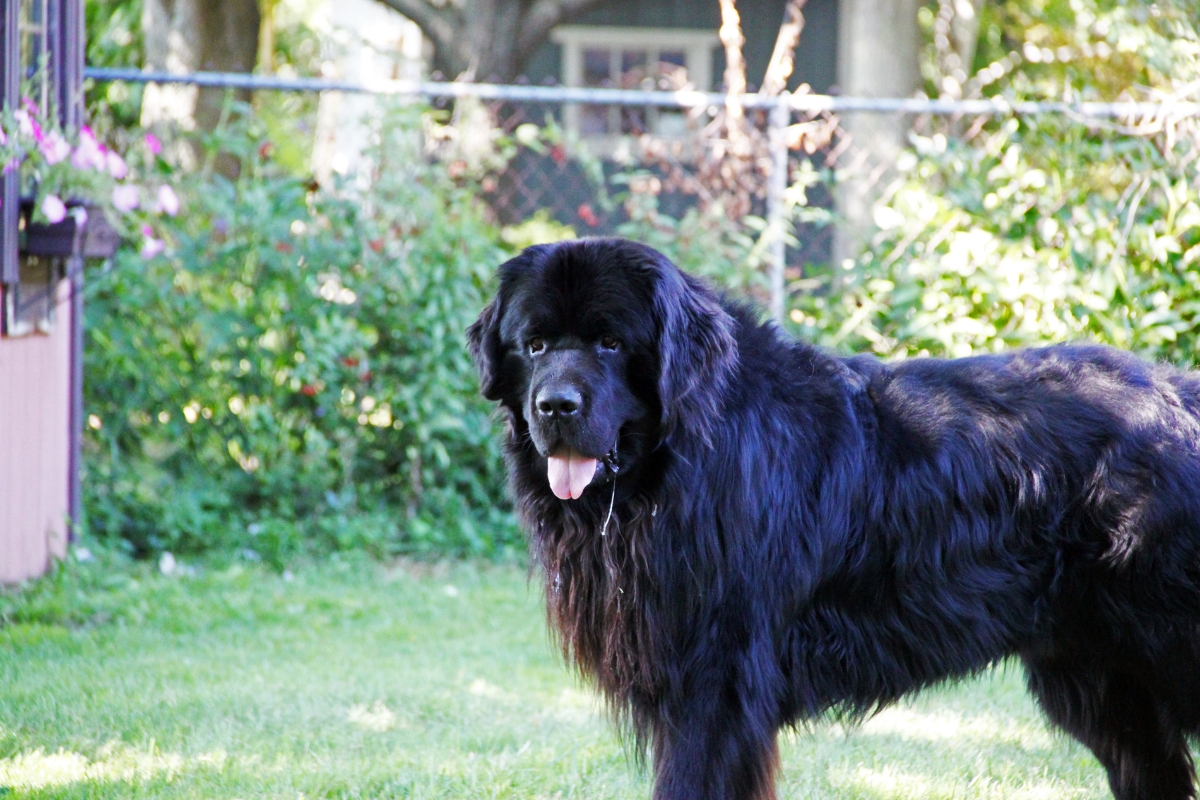 newfoundland dog with tongue out