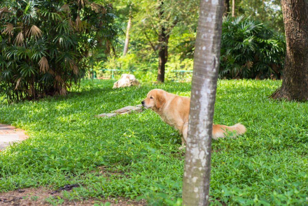 perro haciendo caca detras de un arbol