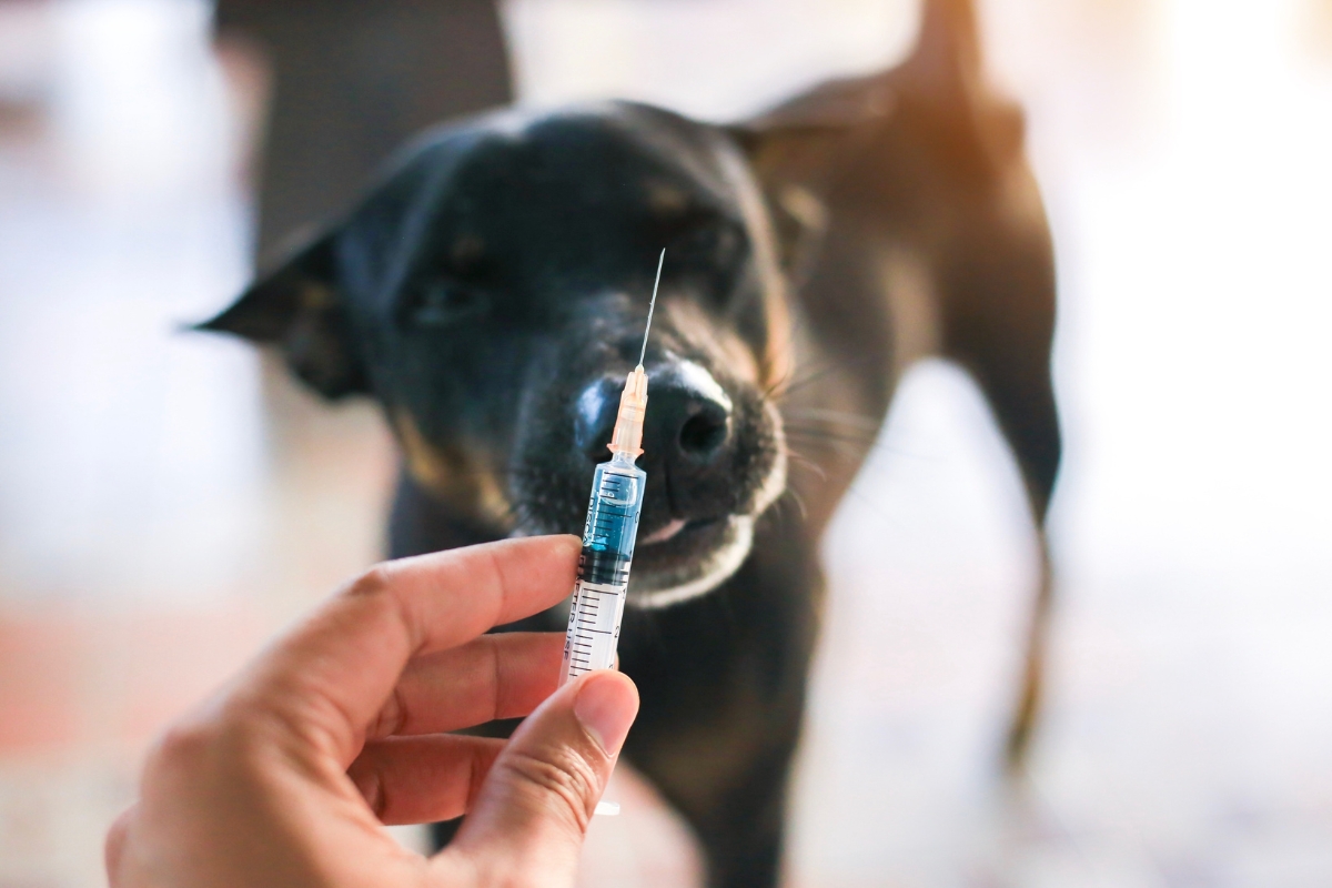 Rabia en Perros: Causas, Síntomas y Prevención