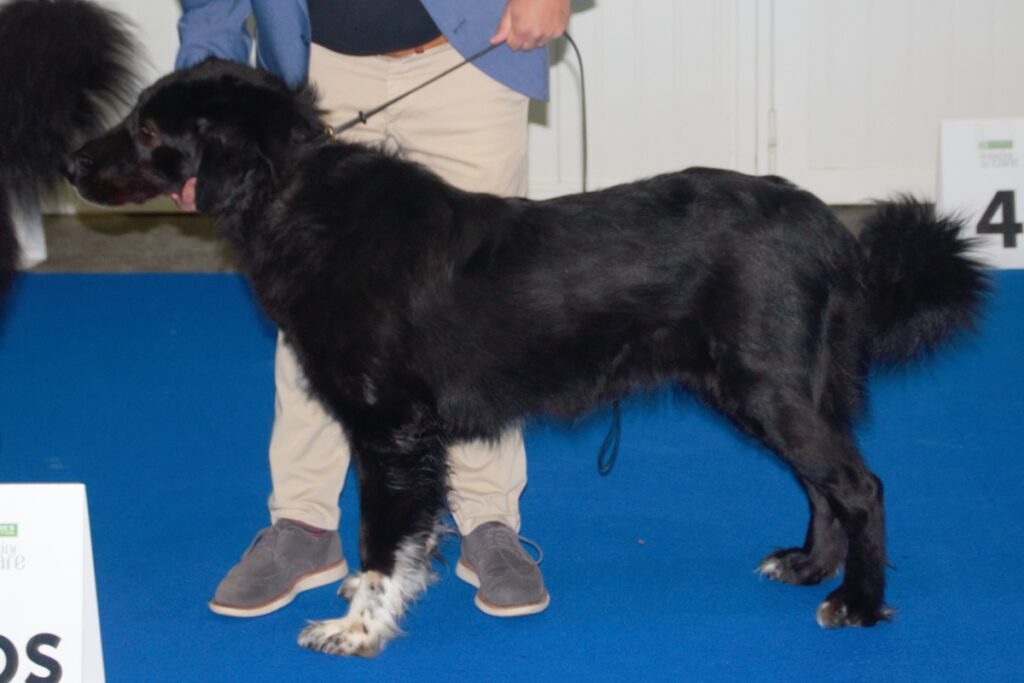 romanian raven shepherd dog