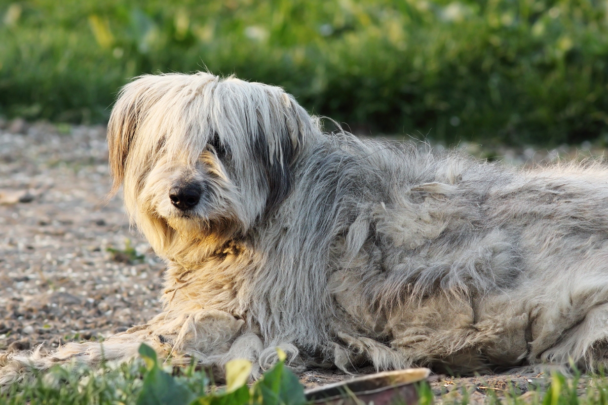 romanian shepherd dog lying down